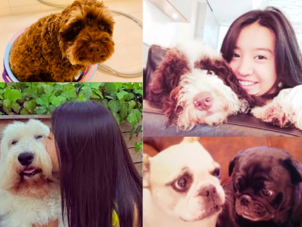 キムタクの犬の種類 Koki とcocomiのインスタライブ 6月21日 動画まとめ 父の日篇
