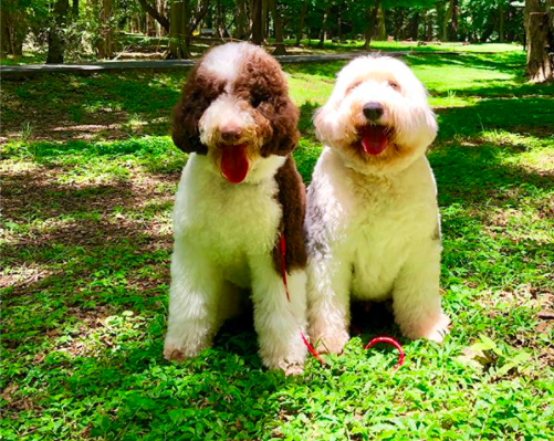 木村拓哉家の愛犬9匹 画像 大型犬 キムタク似犬の名前の由来や種類も Jewelry Life