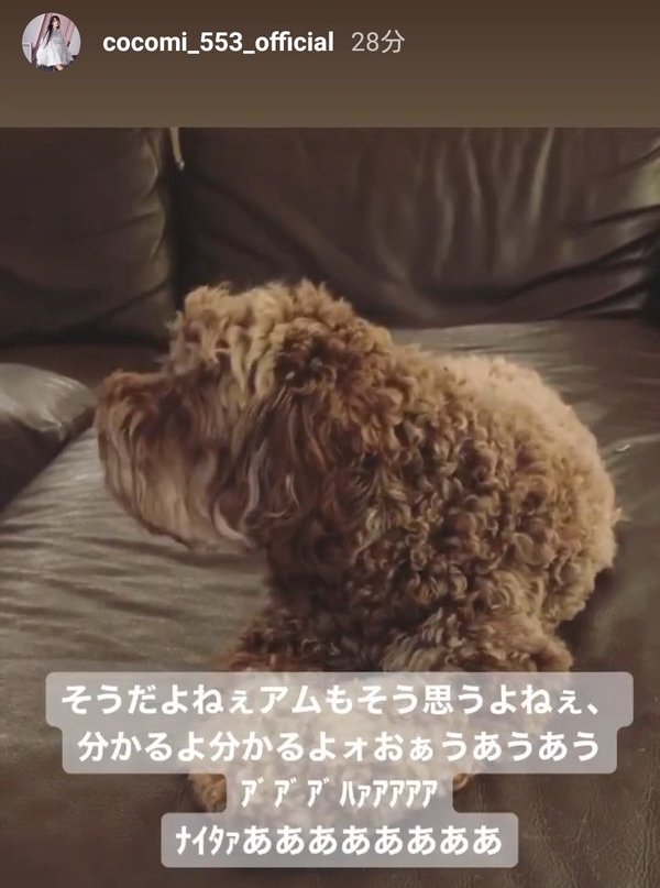 木村拓哉家の愛犬9匹 画像 大型犬 キムタク似犬の名前の由来や種類も Jewelry Life