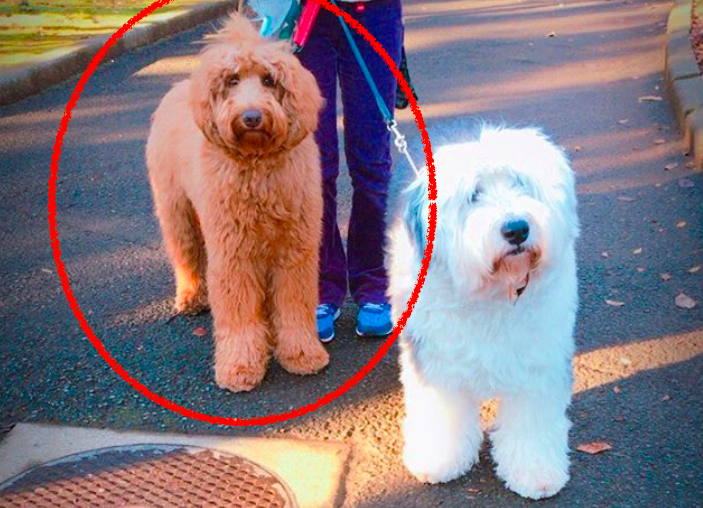 木村拓哉家の愛犬9匹 画像 大型犬 キムタク似犬の名前の由来や種類も Jewelry Life