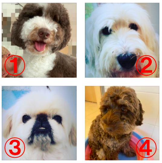 木村拓哉家の愛犬9匹 画像 大型犬 キムタク似犬の名前の由来や種類も Jewelry Life