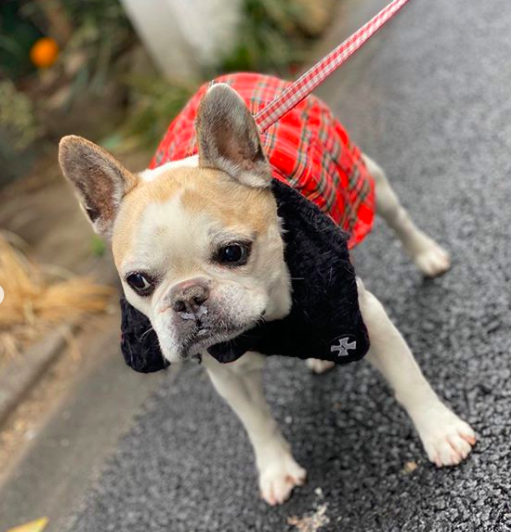 木村拓哉家の愛犬9匹 画像 大型犬 キムタク似犬の名前の由来や種類も Jewelry Life